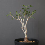 P.ディスカラー (実生) EC1992