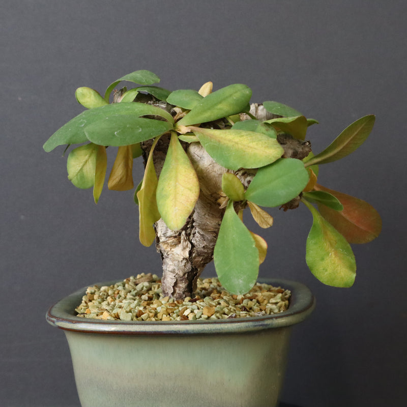 E.イトレメンシス 4