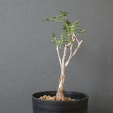 P.ディスカラー (実生) EC1992