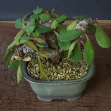 E.イトレメンシス 4