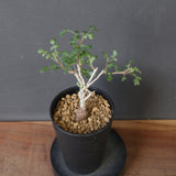 P.ディスカラー (実生) EC1992