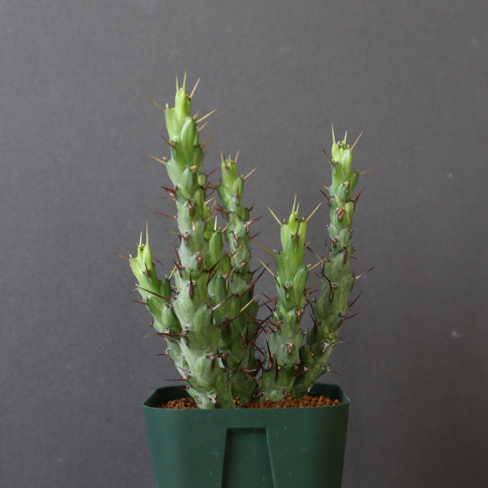 E.シミリラメア（実生）4 – TaiShoDo ONLINE SHOP