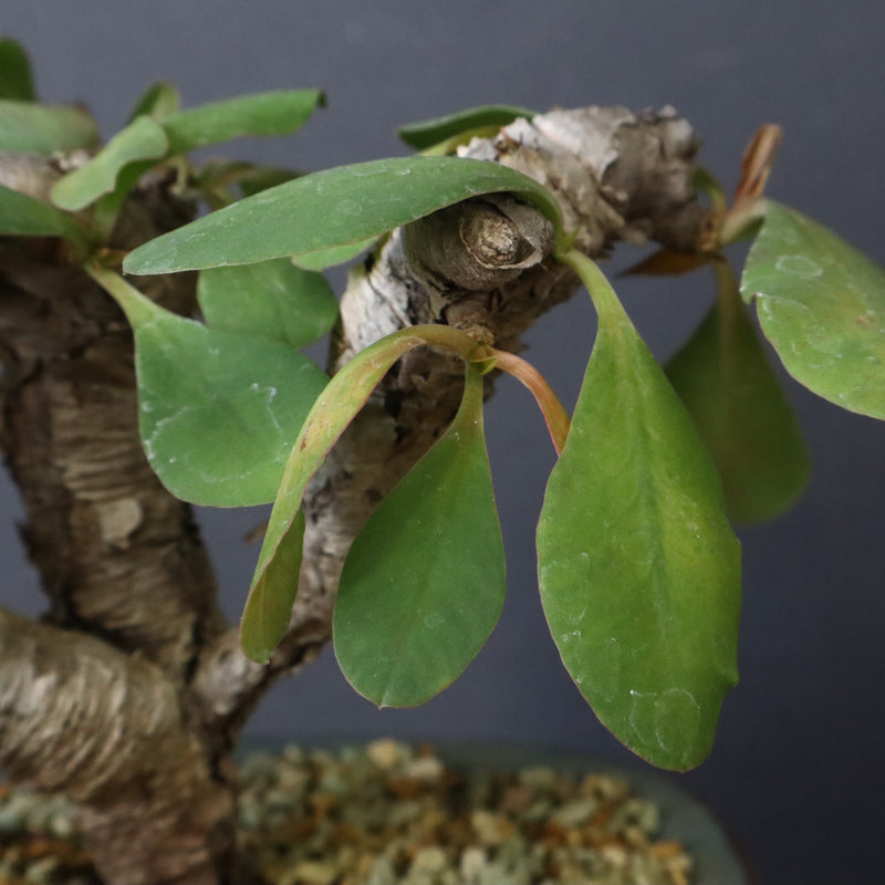 E.イトレメンシス 4