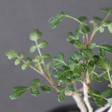 P.ディスカラー (実生) EC1992