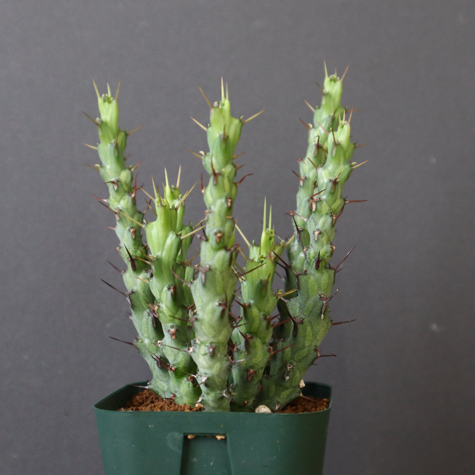 E.シミリラメア（実生）4 – TaiShoDo ONLINE SHOP