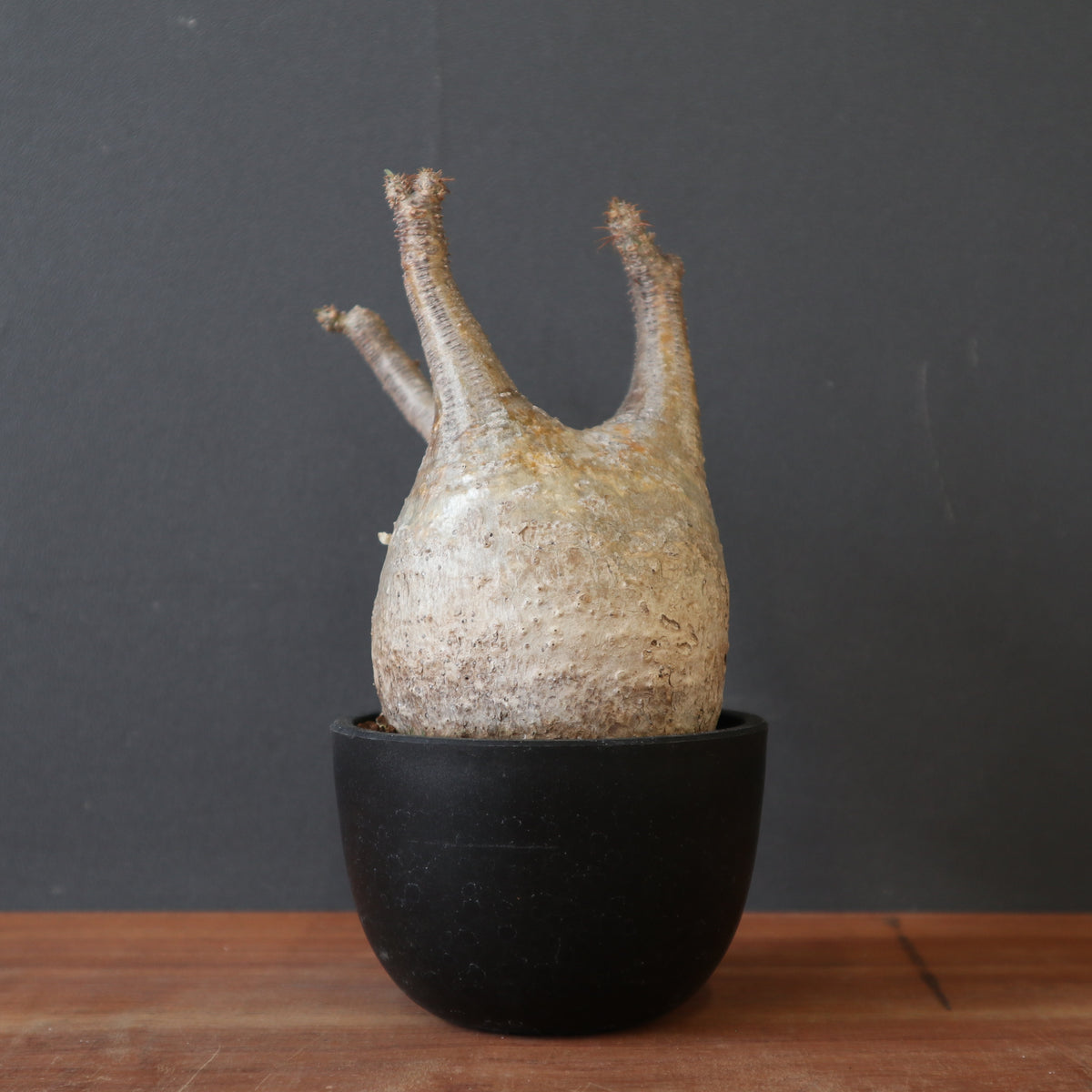 塊根植物 – 3ページ目 – TaiShoDo ONLINE SHOP