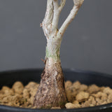 P.ディスカラー (実生) EC1992