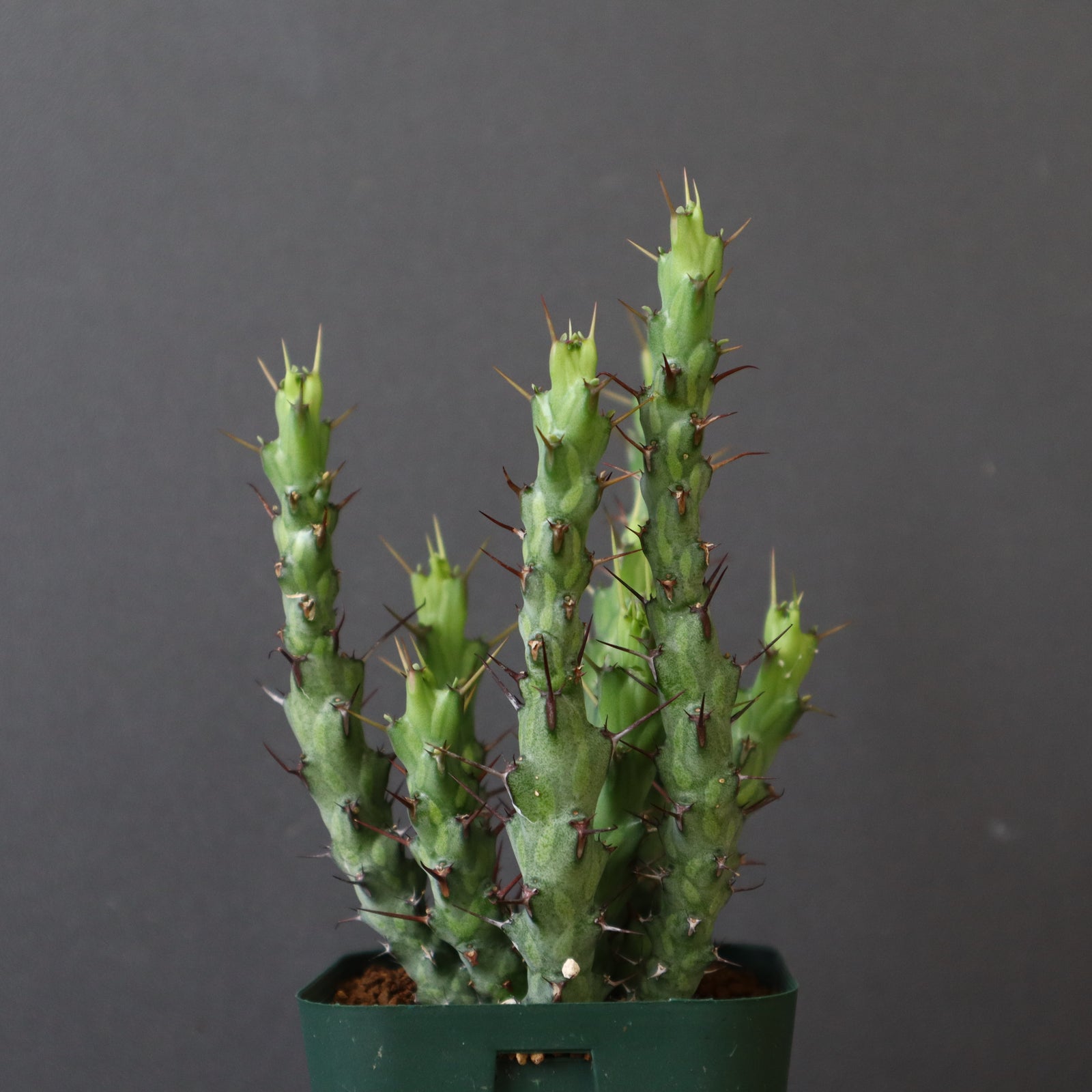 E.シミリラメア（実生）4 – TaiShoDo ONLINE SHOP