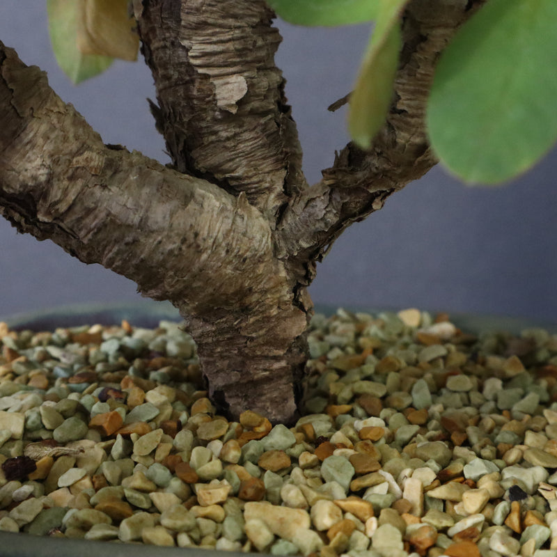 E.イトレメンシス 4