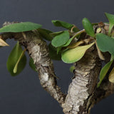 E.イトレメンシス 4