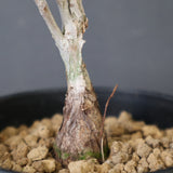 P.ディスカラー (実生) EC1992