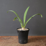 E.サピニー 3
