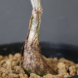 P.ディスカラー (実生) EC1992