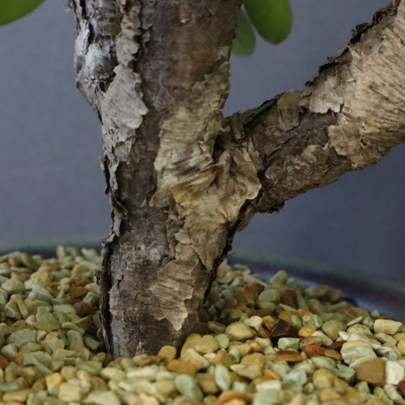 E.イトレメンシス 4