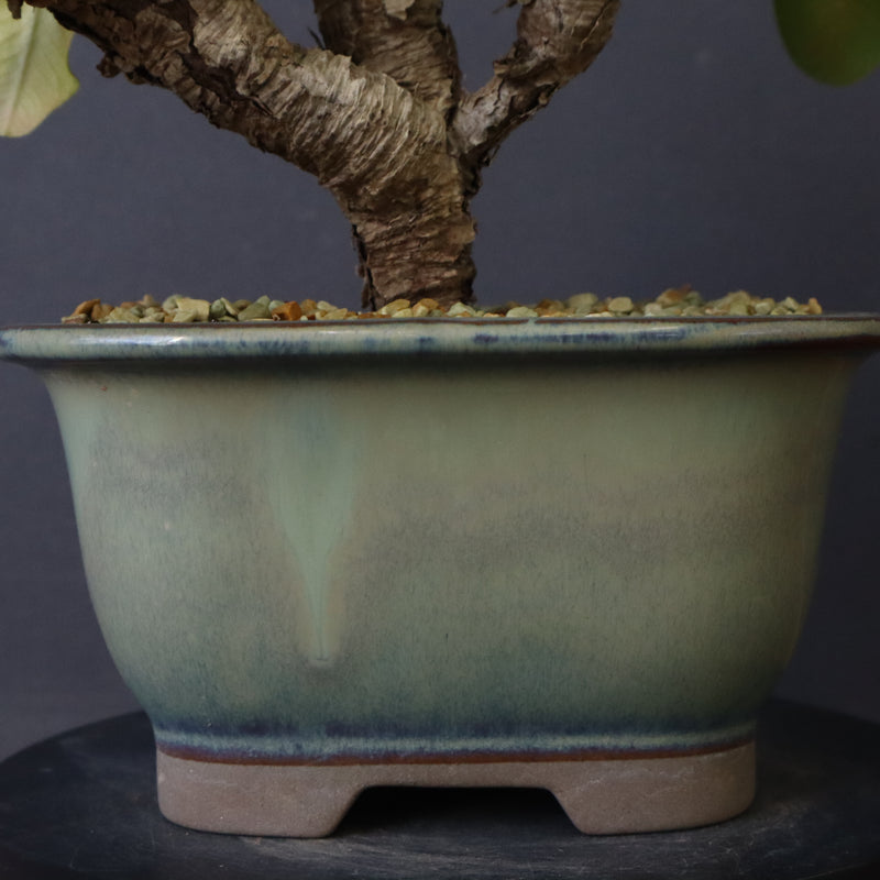 E.イトレメンシス 4