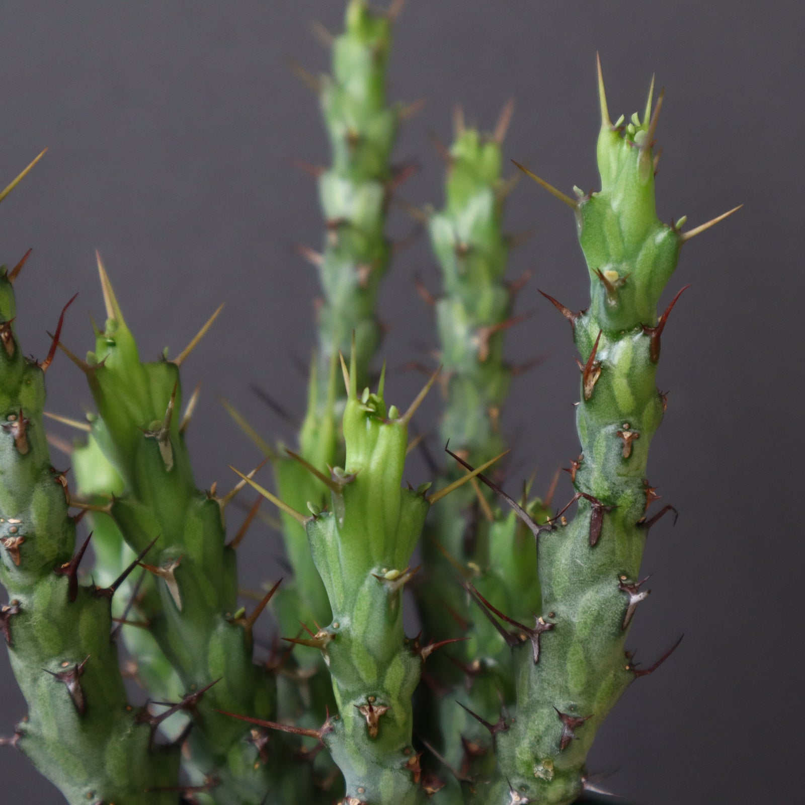 E.シミリラメア（実生）4 – TaiShoDo ONLINE SHOP