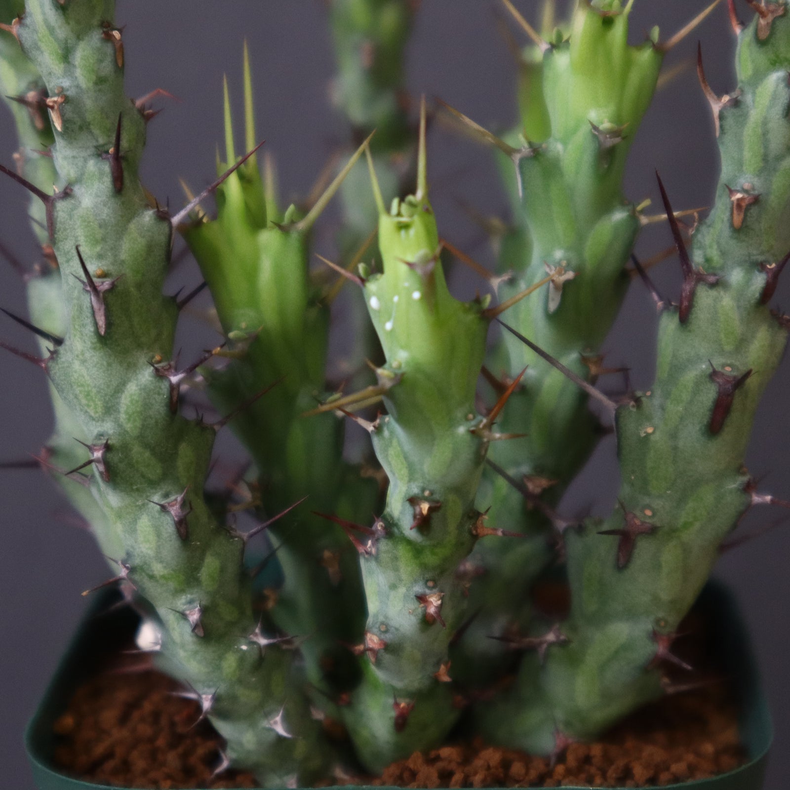 E.シミリラメア（実生）4 – TaiShoDo ONLINE SHOP