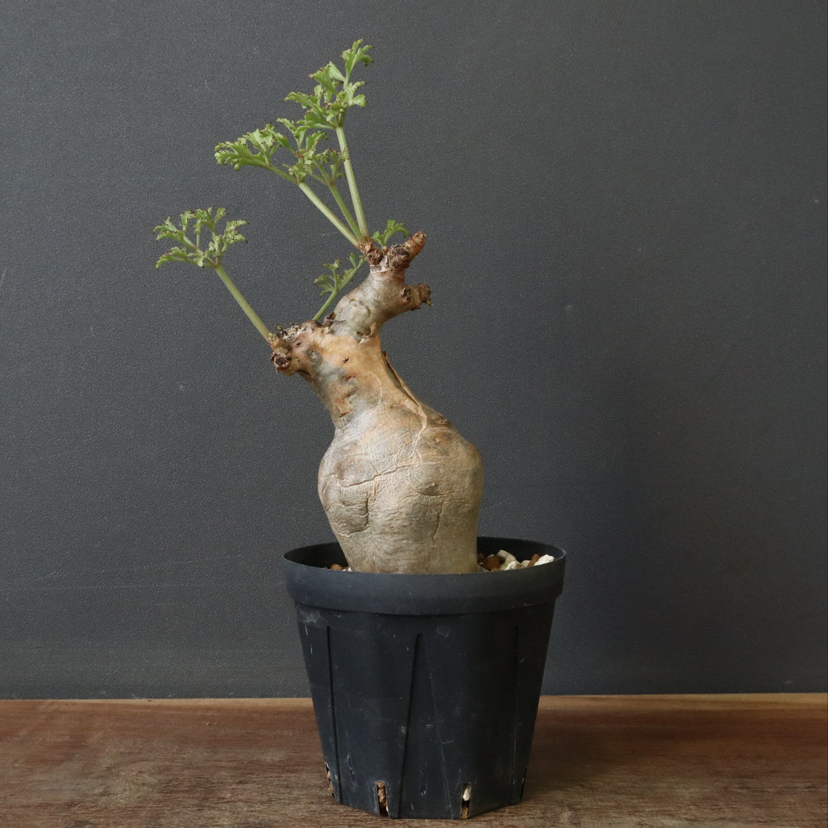 塊根植物 – 17ページ目 – TaiShoDo ONLINE SHOP