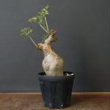 C.ベティフォルメ ナローリーフ  3