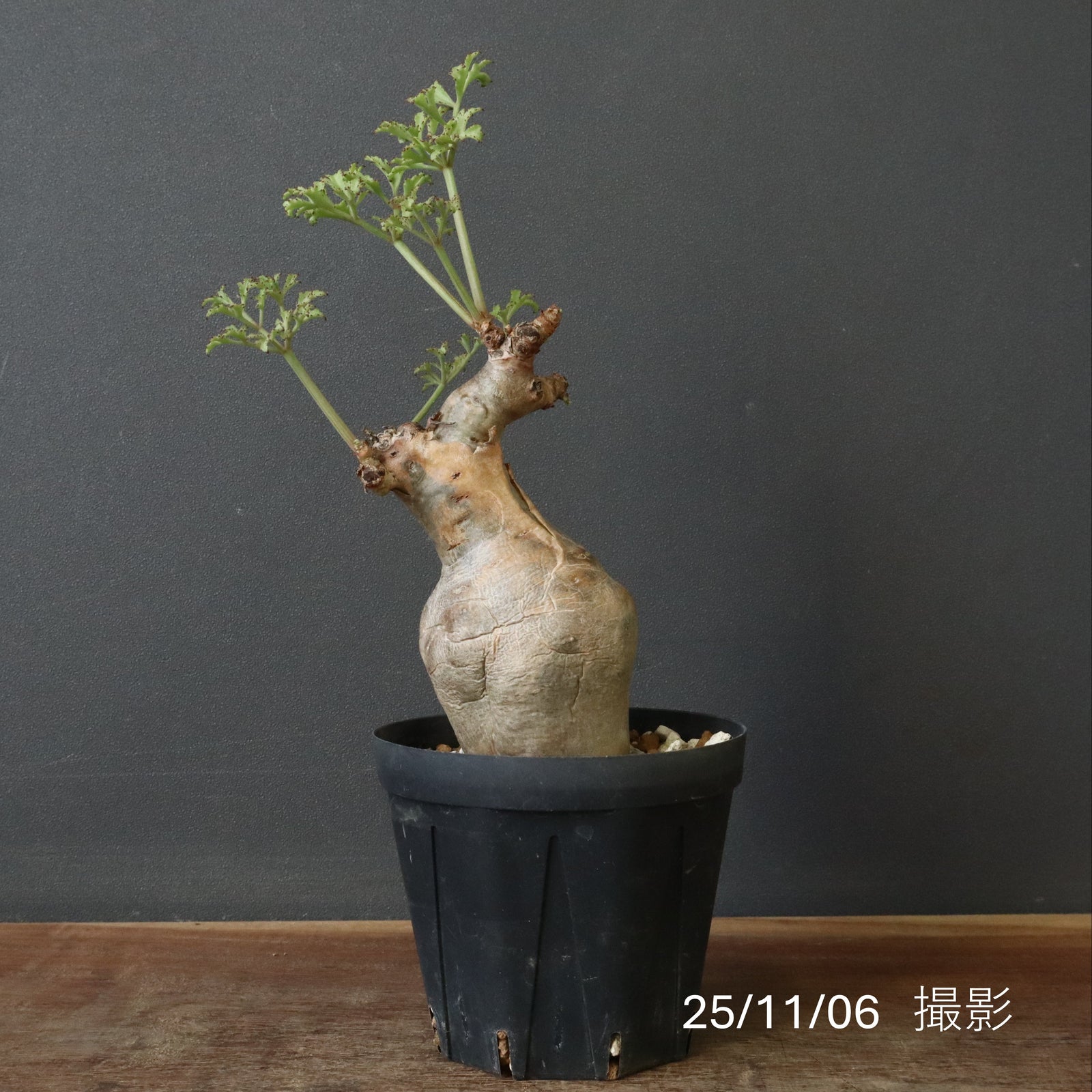 C.ベティフォルメ ナローリーフ 3 – TaiShoDo ONLINE SHOP