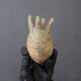 【ベアルート】P.グラキリス EC3589