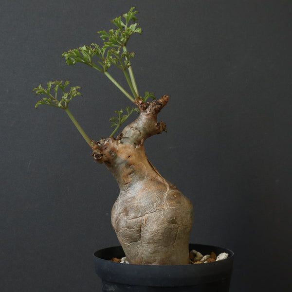 C.ベティフォルメ ナローリーフ  3