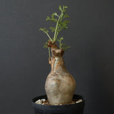 C.ベティフォルメ ナローリーフ  3