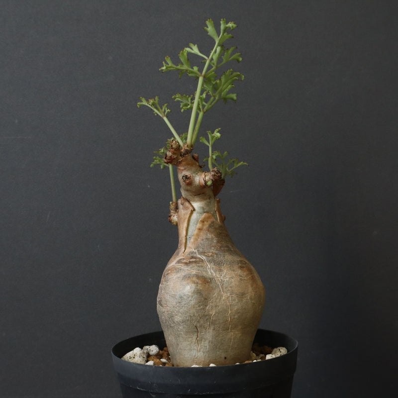 C.ベティフォルメ ナローリーフ  3