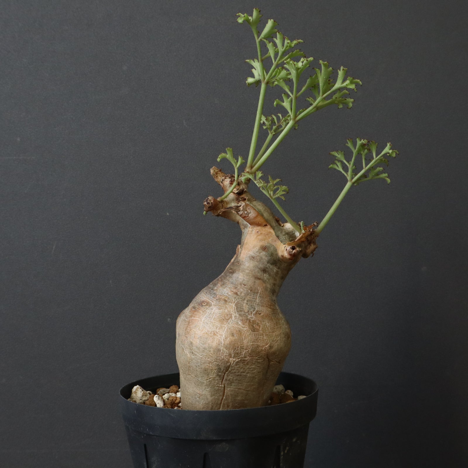 C.ベティフォルメ ナローリーフ 3 – TaiShoDo ONLINE SHOP