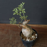 C.ベティフォルメ ナローリーフ  3