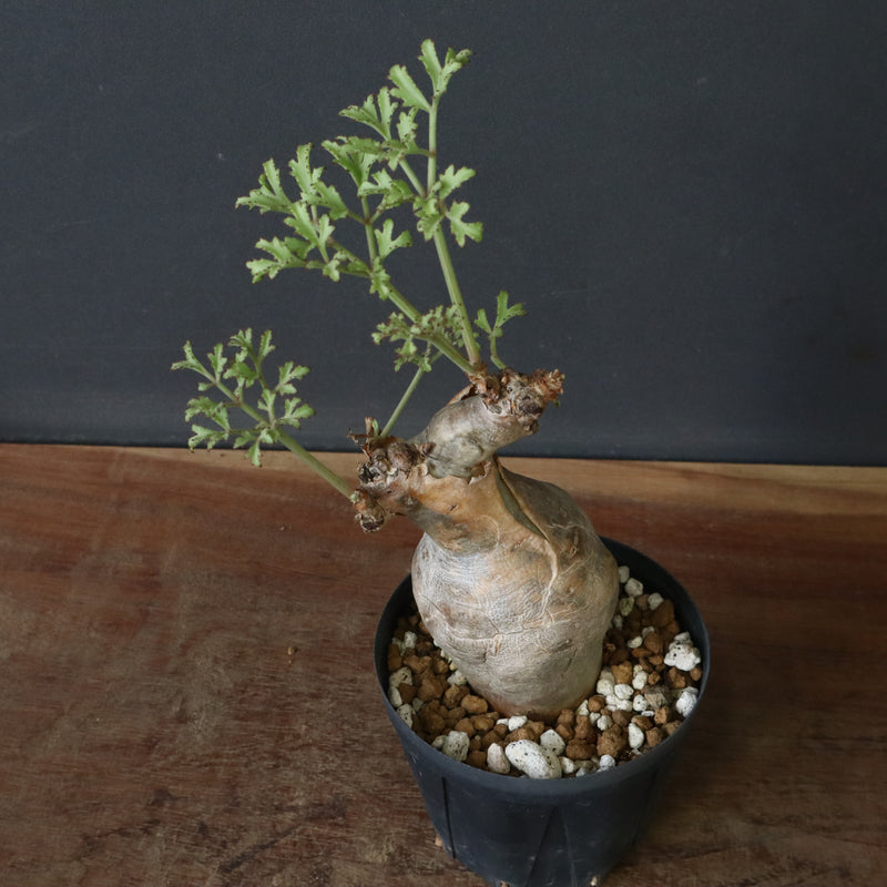 C.ベティフォルメ ナローリーフ  3