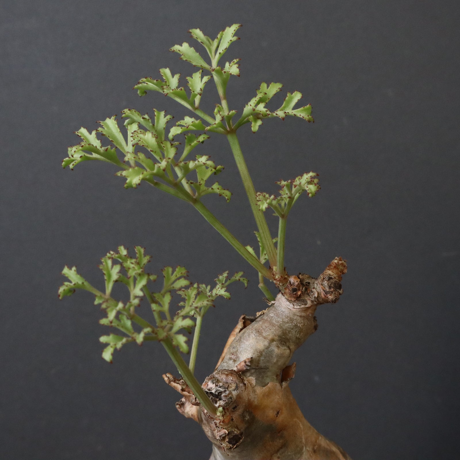 C.ベティフォルメ ナローリーフ 3 – TaiShoDo ONLINE SHOP