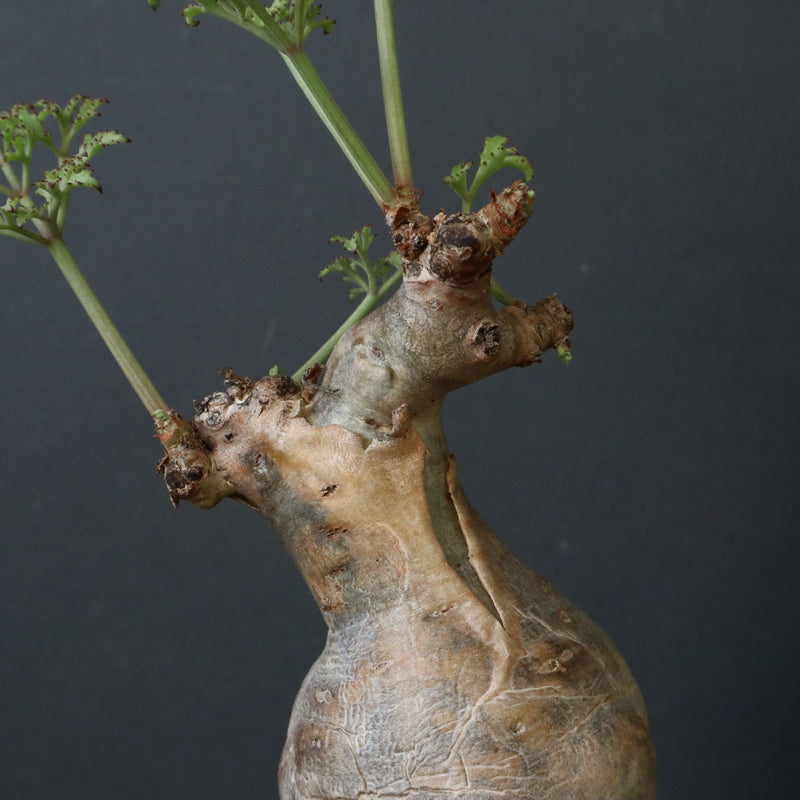 C.ベティフォルメ ナローリーフ  3