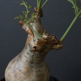 C.ベティフォルメ ナローリーフ  3