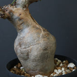 C.ベティフォルメ ナローリーフ  3