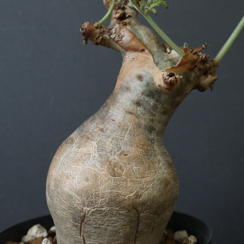 C.ベティフォルメ ナローリーフ  3