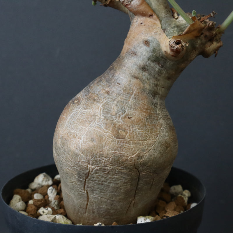 C.ベティフォルメ ナローリーフ  3