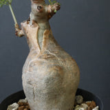 C.ベティフォルメ ナローリーフ  3