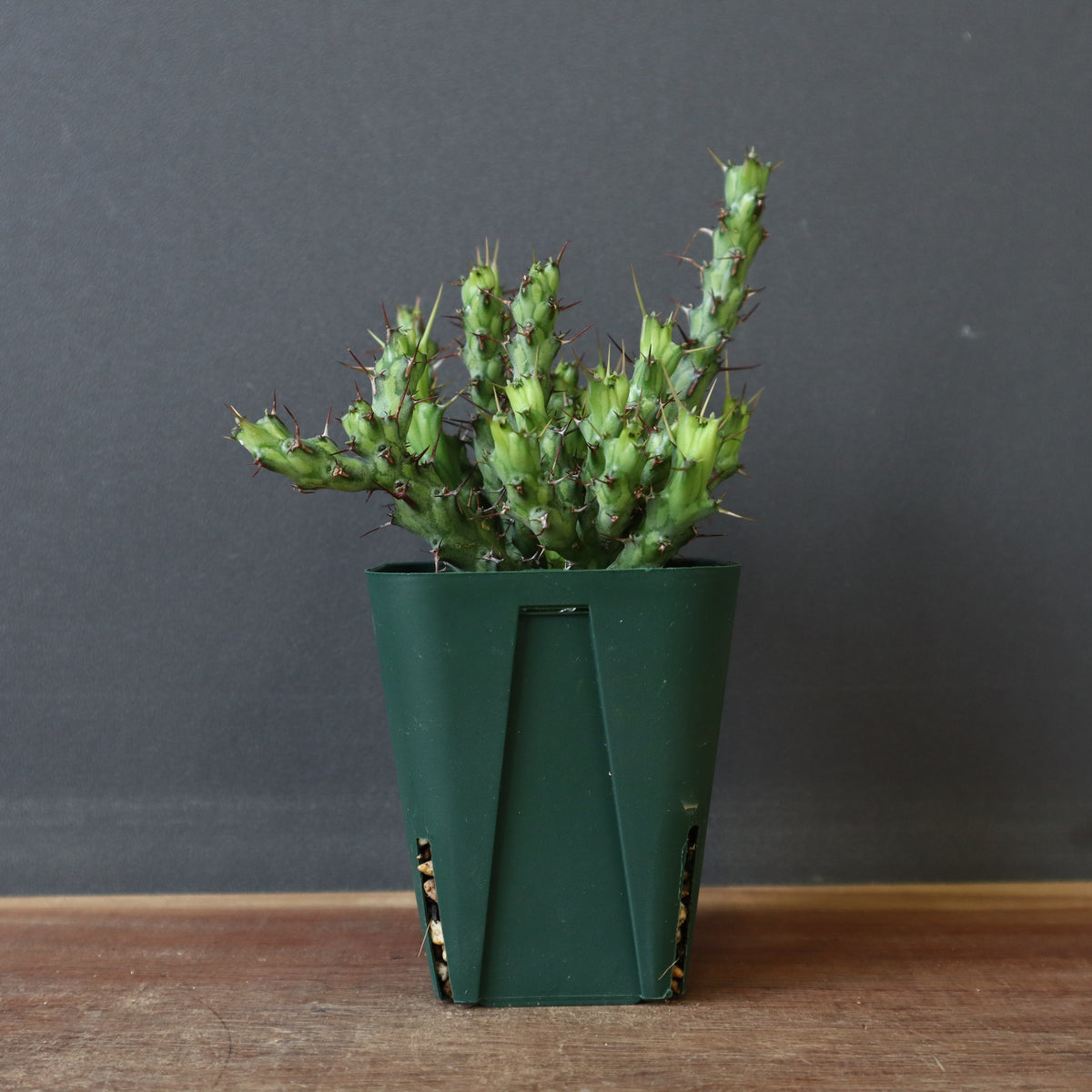 ② ハルハルさん専用　特大 ユーフォルビア デシドゥア ユーフォルビアデシドゥア×カタチ製作所