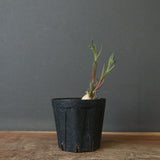 P.テヌイフロルス　EC1114