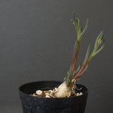 P.テヌイフロルス　EC1114