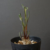 P.テヌイフロルス　EC1114