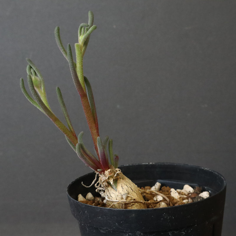 P.テヌイフロルス　EC1114