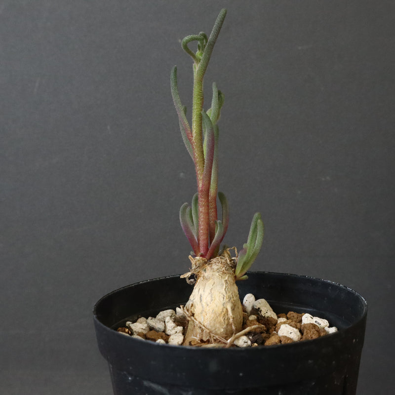 P.テヌイフロルス　EC1114