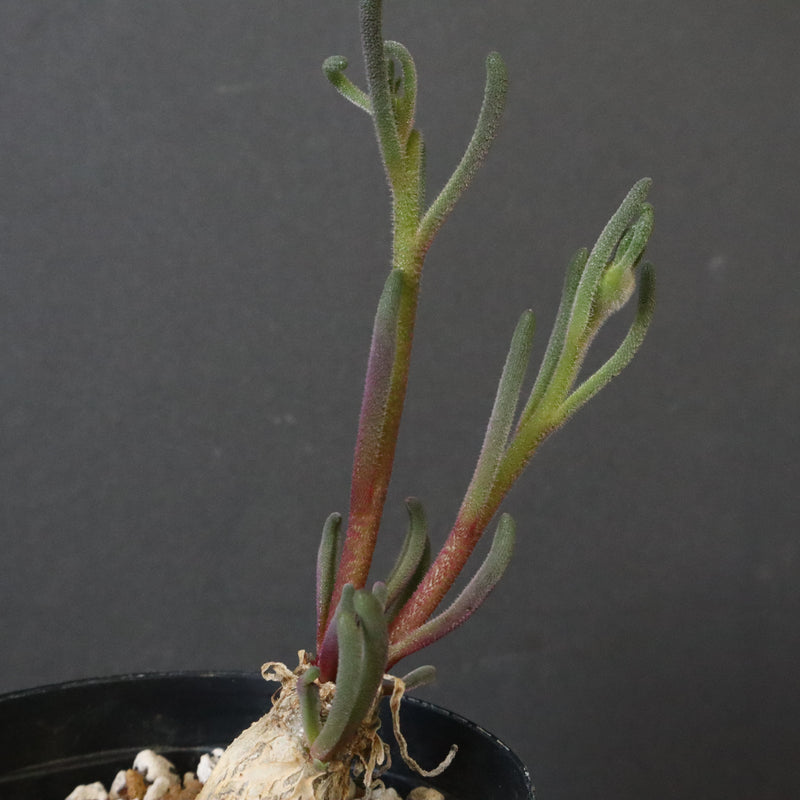 P.テヌイフロルス　EC1114