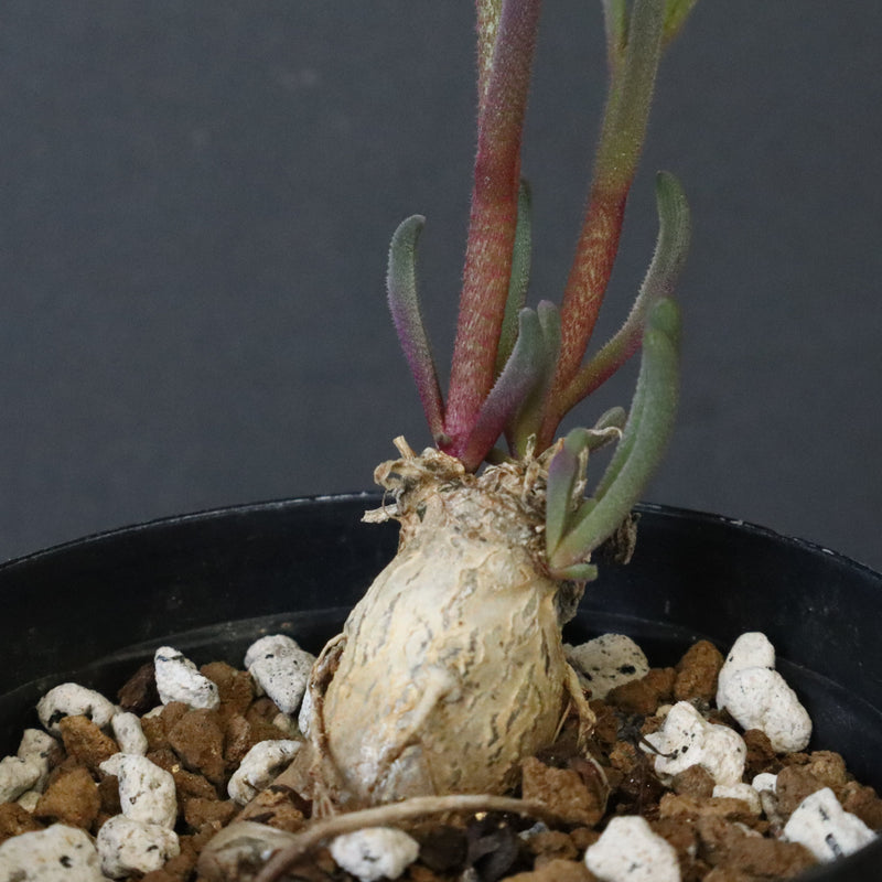 P.テヌイフロルス　EC1114