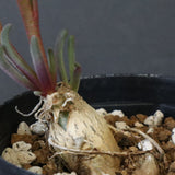 P.テヌイフロルス　EC1114