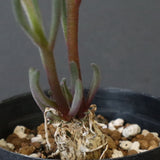 P.テヌイフロルス　EC1114