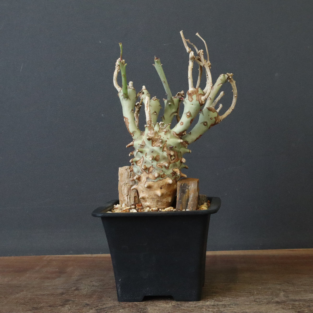 塊根植物 – 3ページ目 – TaiShoDo ONLINE SHOP