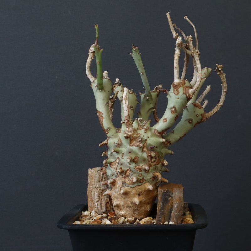 E.ロンギツベルクローサ EC1117